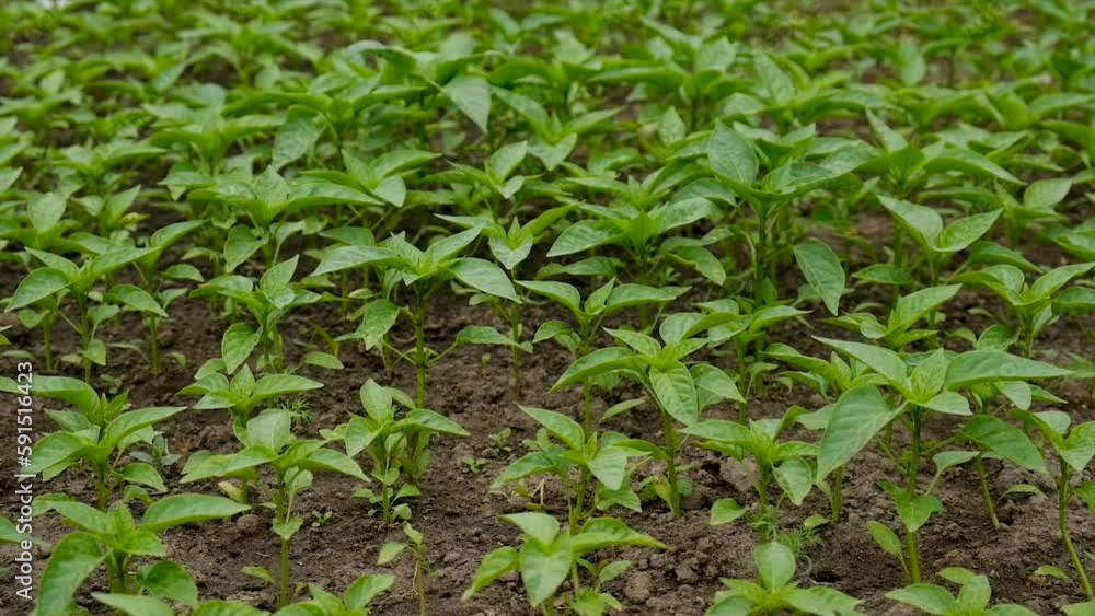 Pepper seedlings grow in the garden. Selective focus. Pepper seedlings grow in the garden. Selective focus.