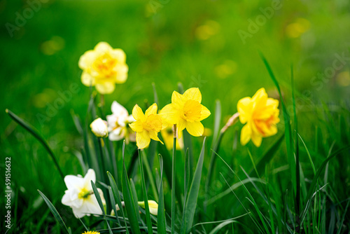 Daffodils flowers in garden. Beautiful yellow daffodil spring flower on blurred green background. Flowering background of bloom daffodil in spring in flower garden. Floral background