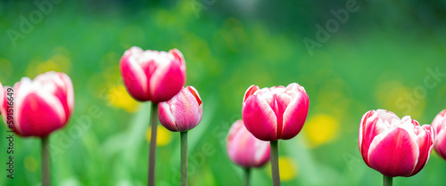 Pink tulip spring flowers in garden. Beautiful spring flower tulips on blurred green background. Flowering background of bloom tulips in spring in flower garden. Floral banner