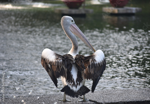 The Australian pelican, Pelecanus conspicillatus is a large waterbird in the family Pelecanidae