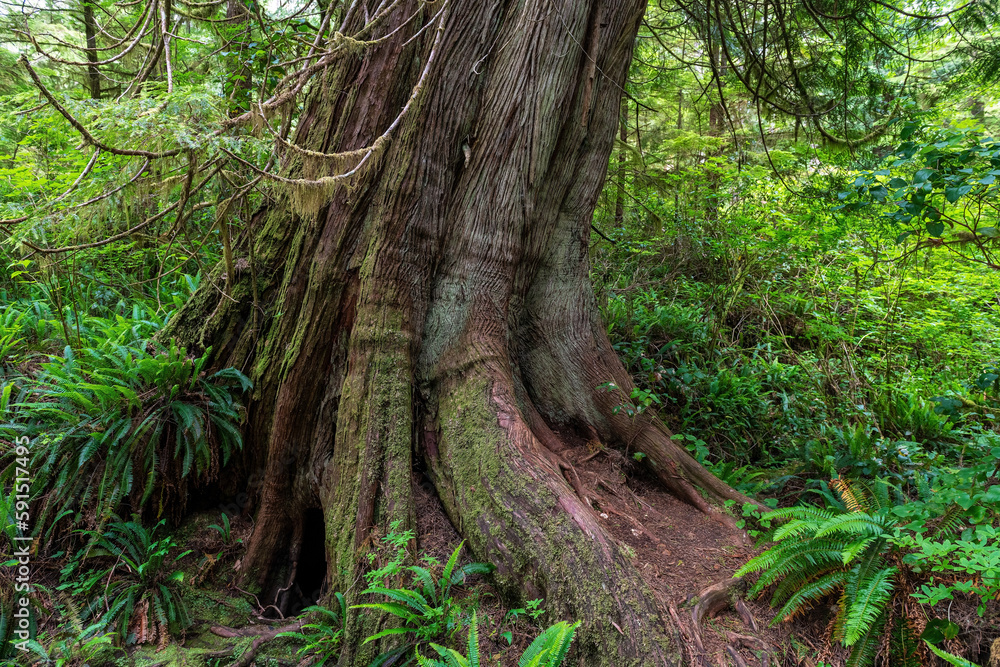 Western Red Cedar (Thuja plicata) tree along Big Tree Trail, Meares Island, Tofino, Canada. Western Red Cedar (Thuja plicata) tree along Big Tree Trail, Meares Island, Tofino, Canada.