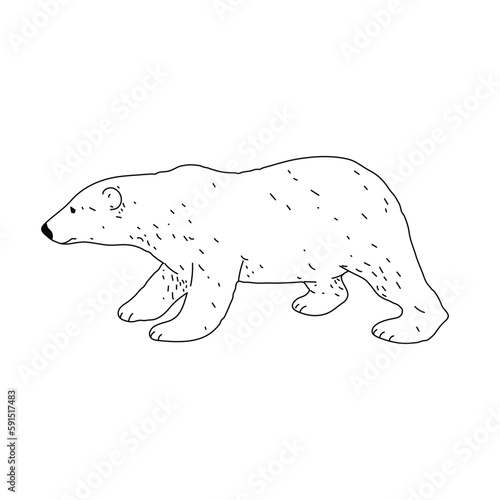 Polar bear drawing, engravi...