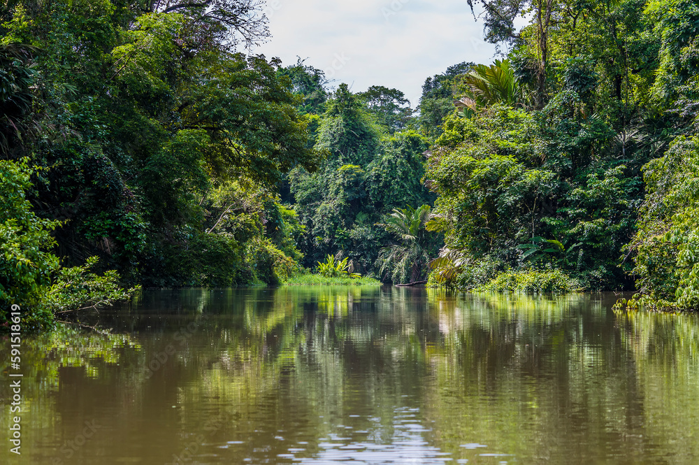 A view of reflections down a tributary of the Tortuguero River in Costa Rica during the dry season A view of reflections down a tributary of the Tortuguero River in Costa Rica during the dry season
