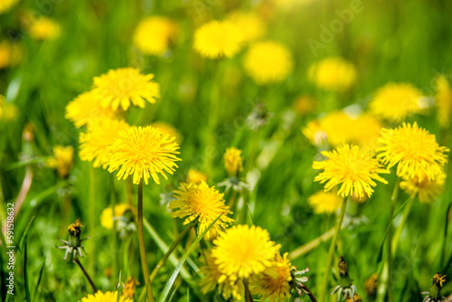 Yellow dandelions blooming on grass background 