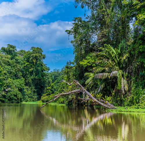 A view of reflections in a tributary of the Tortuguero River in Costa Rica during the dry season