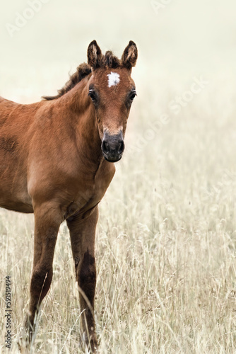 A foal on a meadow