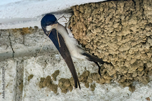 swallow bird, Hirundinidae, feeding her breed in their nest photo