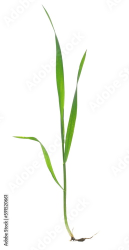 Green young wheat, macro in spring, isolated on white, clipping path © dule964