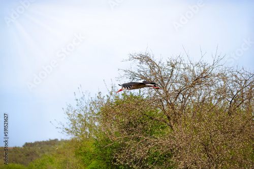 A stork flies over a field in a village, Ukraine. Spring, cherry bloossom trees around. White stork in flight. Wild nature of Ukraine. Ornithology.  photo