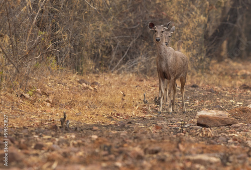 Fototapeta Naklejka Na Ścianę i Meble -  A pair of Sambar deer in Tadoba Andahari Tiger Reserve, India