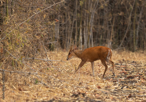 Fototapeta Naklejka Na Ścianę i Meble -  A barking deer in Tadoba Andahari Tiger Reserve, India