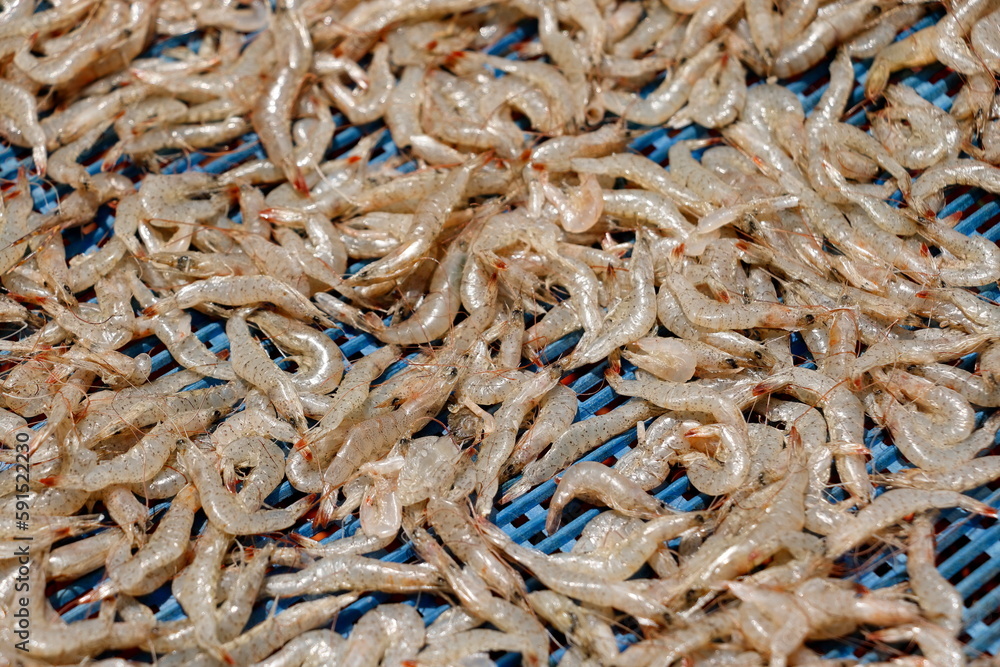 Food preservation of dried shrimp