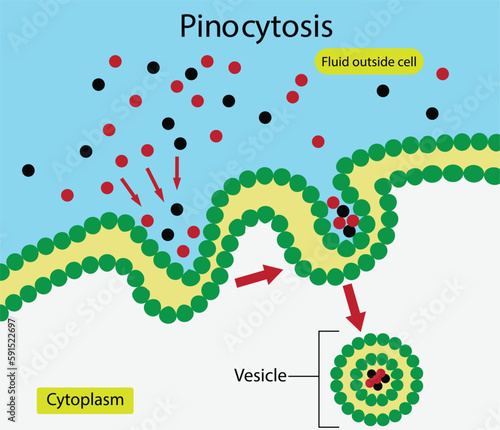 illustration of biology, Pinocytosis, extracellular fluid are brought into the cell through an invagination of the cell membrane, resulting in their containment within a small vesicle inside the cell