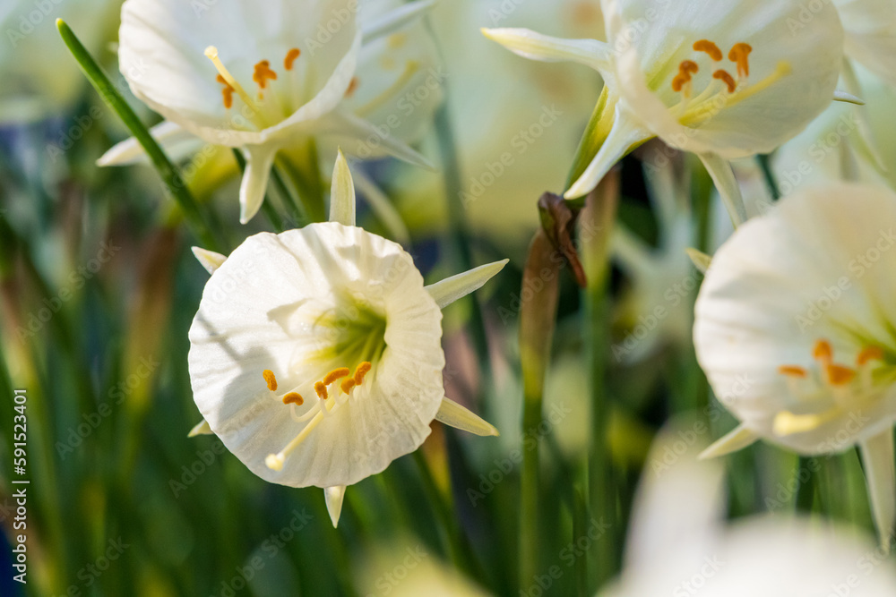 Fototapeta premium Spring flowers narcissus (daffodils) blooming in a garden, close-up macro