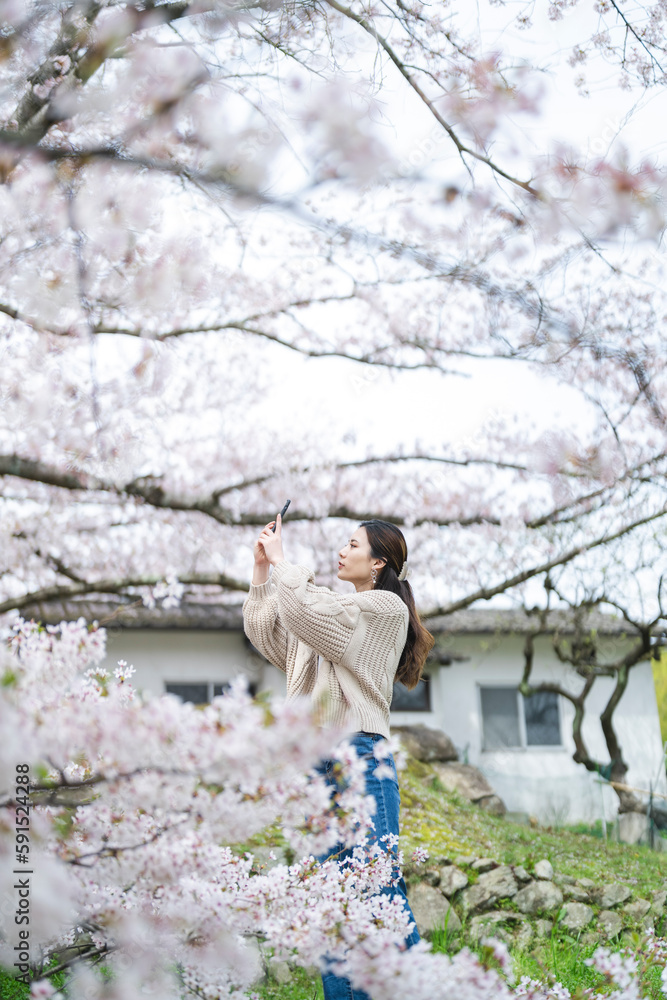桜の花と女性 桜の花と女性