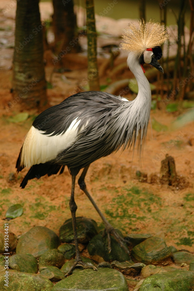 Naklejka premium grey crowned crane