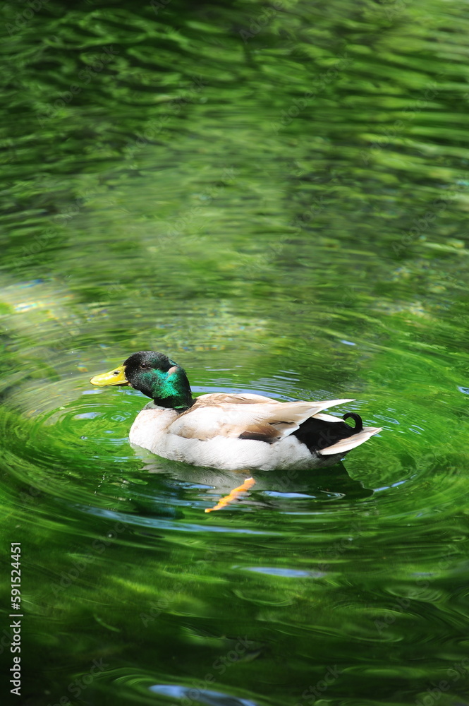 Obraz premium duck on a pond