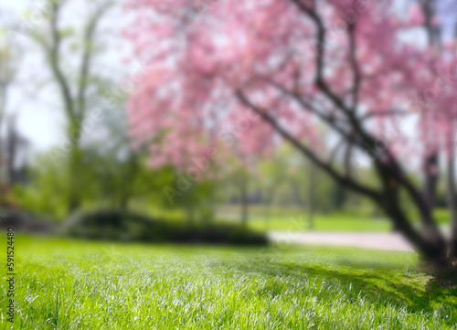 Blurred background with blooming cherry tree , cherry blossoms,lawn and trees, season and nature concept, free copy space. Foreground in focus.