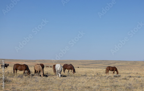 Fototapeta Naklejka Na Ścianę i Meble -  Wild Horses in Fall in the Wyoming Desert