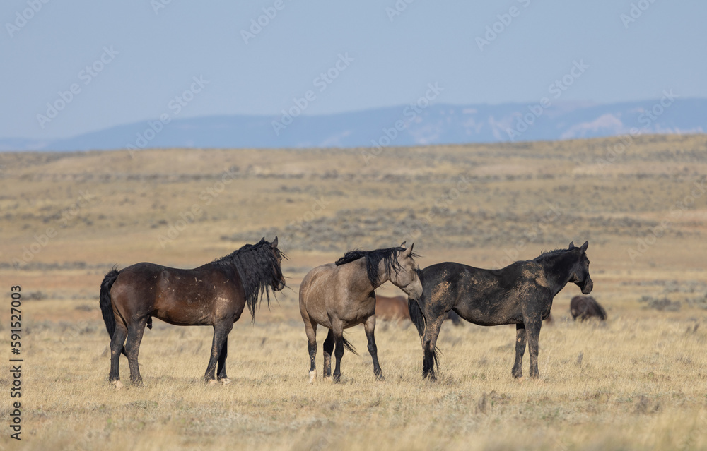 Wild Horses in Fall in the Wyoming Desert