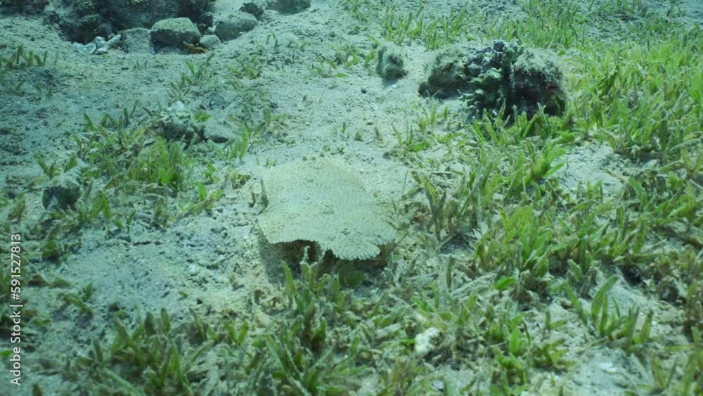 Leopard flounder or Panther flounder (Bothus pantherinus) swim over sandy bottom covered with green sea grass on sunny day in sun glare, Slow motion Leopard flounder or Panther flounder (Bothus pantherinus) swim over sandy bottom covered with green sea grass on sunny day in sun glare, Slow motion