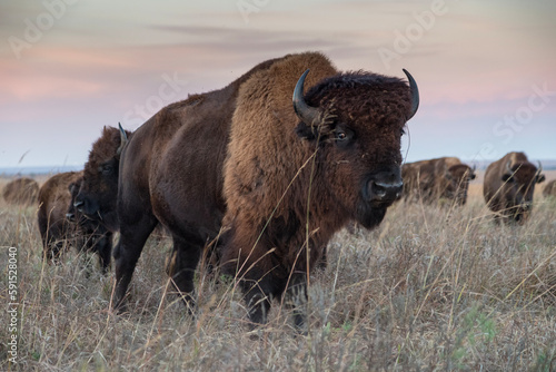 Bison Bull on the Prairie