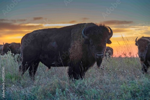 Bison Bull at Sunrise
