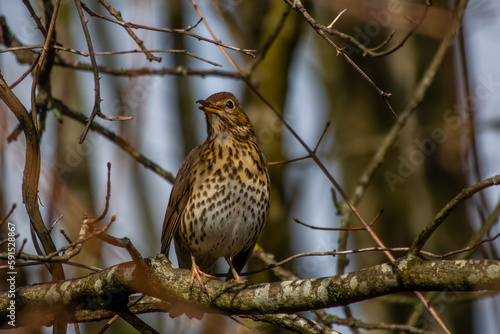 close up portrait of a thrush perched on a branch with a blurred background