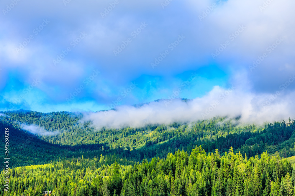 Green forest and sky clouds natural landscape