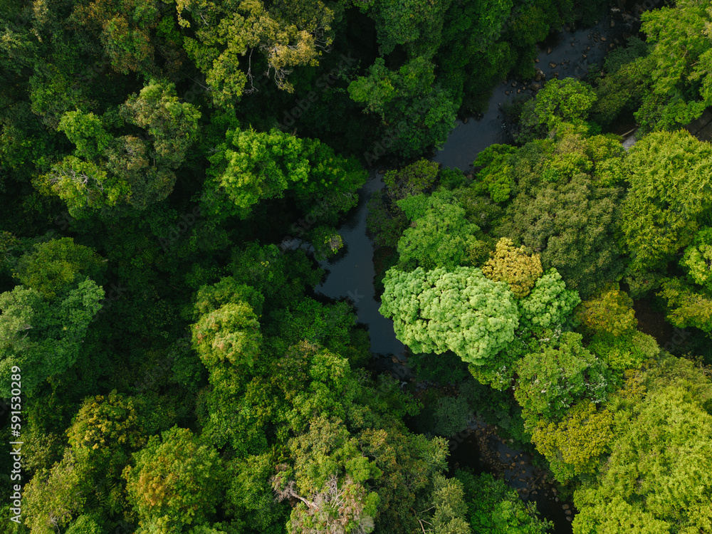 Aerial View of a River flowing in the lush green Forest 
