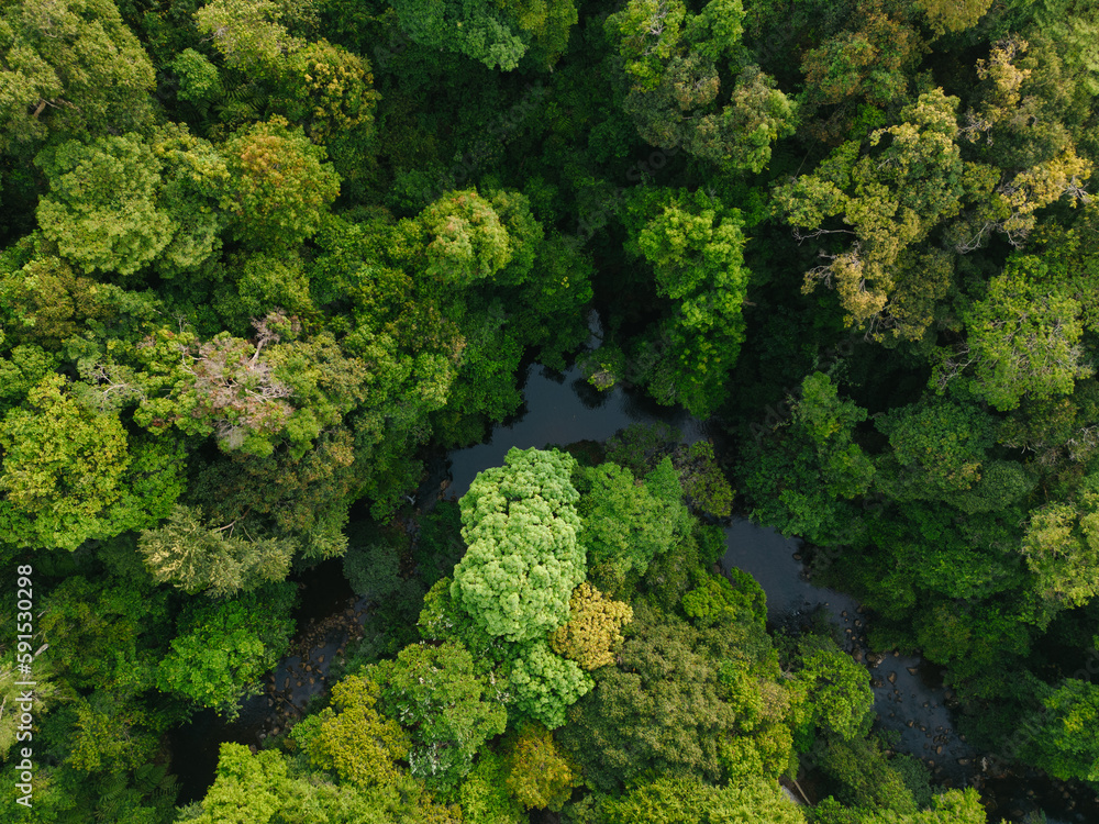 Naklejka premium Aerial View of a River flowing in the lush green Forest 
