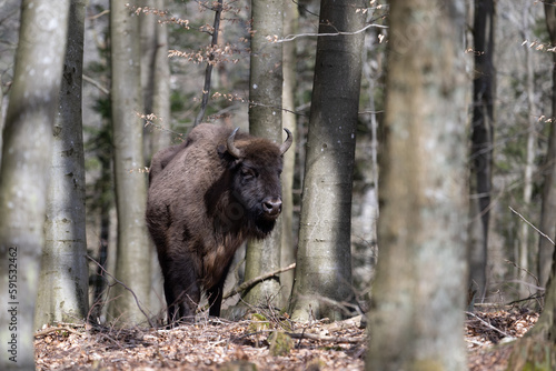 Wisente (Europäische Bisons) auf der dänischen Insel Bornholm
