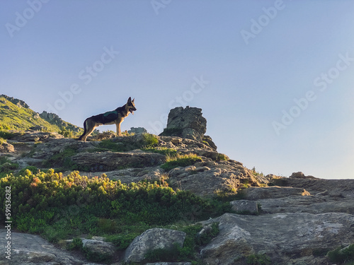 Shepherd dog on rocky mount Vuhaty Kamin. Hiking in mountains with dog. Chornohora, Ukraine.