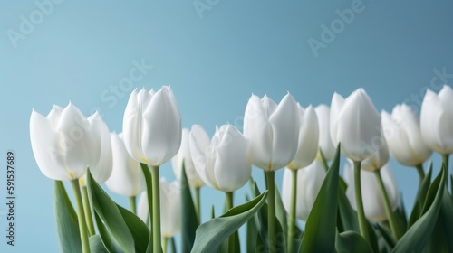 Beautiful composition spring flowers. Bouquet of white tulips flowers on pastel blue background. Valentine s Day  Easter  Birthday  Happy Women s Day  Mother s Day. Flat lay  top view  copy space