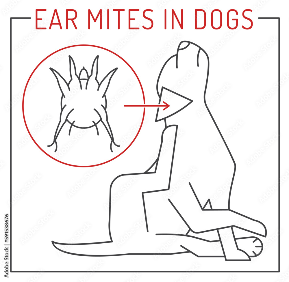 Common external parasites in dogs. Ear mites. Stock Vector Adobe Stock