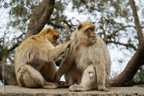 Two Barbary Macaques - one monkey pets the second one © PX Media