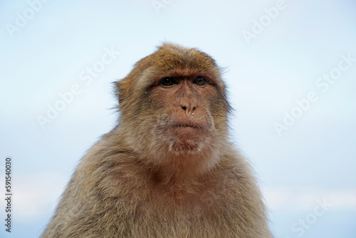 Single Barbary Macaque monkey - close-up on head and sky in background © PX Media