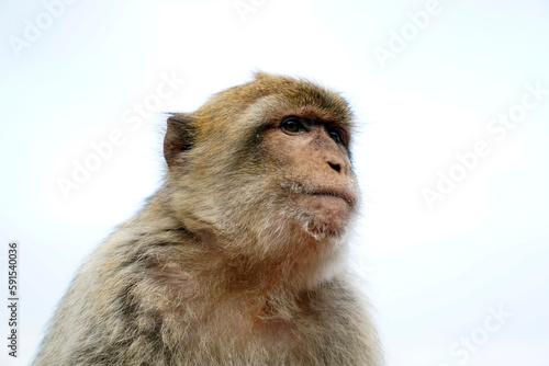 Single Barbary Macaque monkey - close-up on head and sky in background