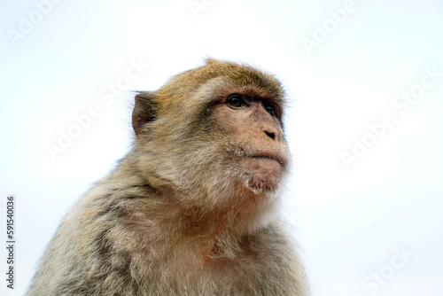 Single Barbary Macaque monkey - close-up on head and sky in background photo