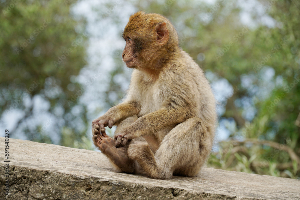 Young Barbary Macaque monkey sitting on stone wall Young Barbary Macaque monkey sitting on stone wall