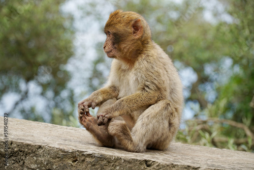 Young Barbary Macaque monkey sitting on stone wall
