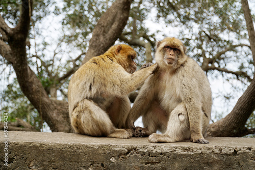 Two Barbary Macaques - one monkey pets the second one © PX Media