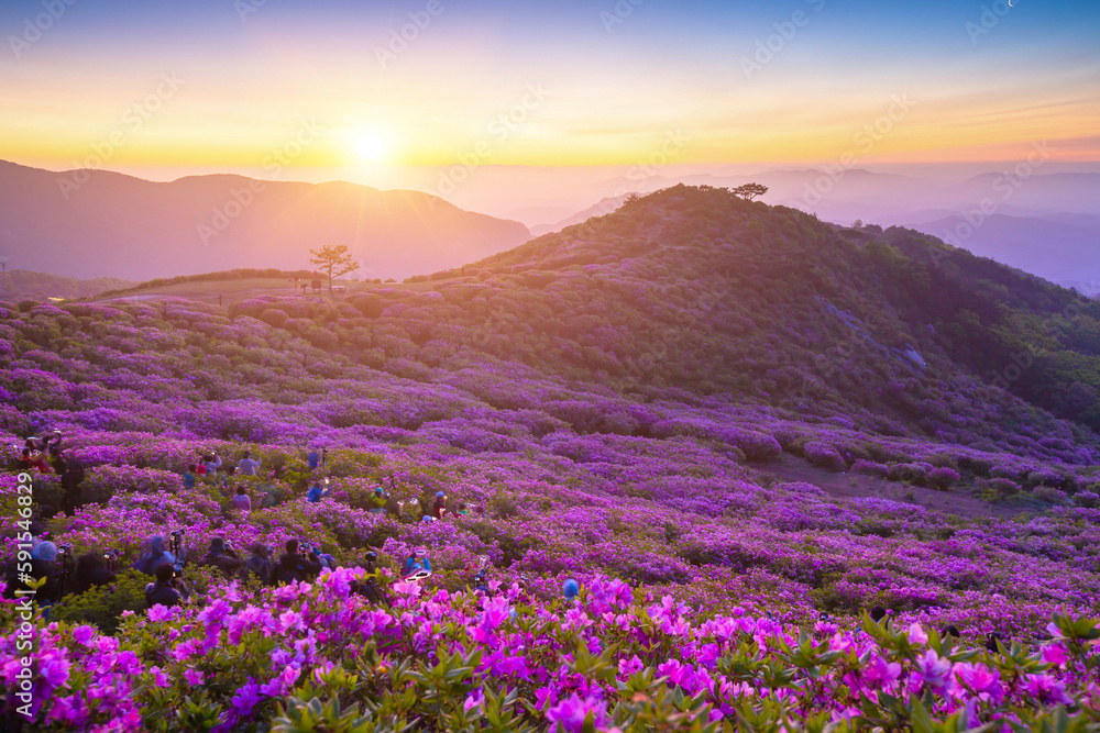 Morning and spring view of pink azalea flowers at Hwangmaesan Mountain with the background of sunlight and foggy mountain range near Hapcheon-gun, South Korea Morning and spring view of pink azalea flowers at Hwangmaesan Mountain with the background of sunlight and foggy mountain range near Hapcheon-gun, South Korea