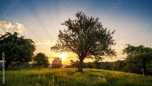 Sunrise time lapse showing an idyllic rural landscape with trees on a meadow and the sun moving behind the main subject
