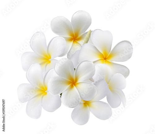 frangipani flower isolated on transparent png