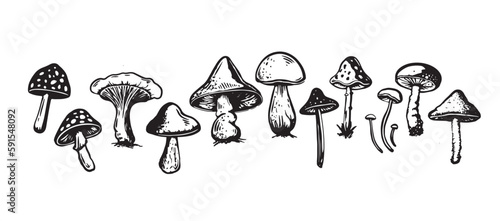 Mushrooms set hand drawn illustrations, vector.