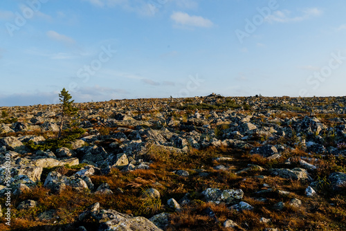 Plateau peaks, flat kurum area at the peak of the mountain, a lonely tree, stones overgrown with moss, taiga, desert land, no people.
