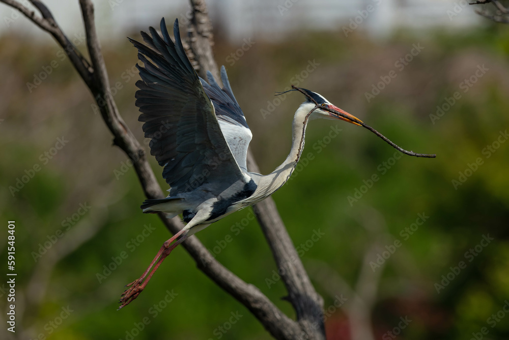 Obraz premium 巣作りに励むアオサギ