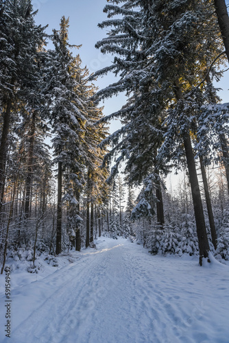 .Winter road. Winter road landscape among trees.