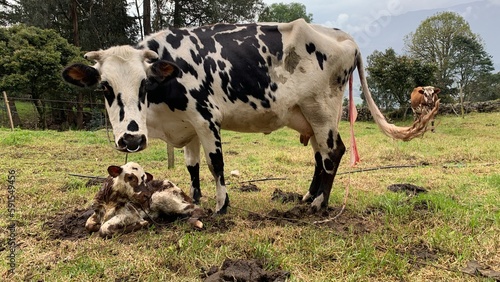 Vaca después del parto con parte de la placenta colgando